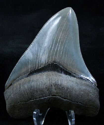 Megalodon Tooth - Collector Quality #3925
